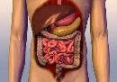 Lecture 33: Digestive System II