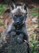 Curious Maned Wolf Pup