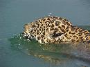 Leopard Goes For A Swim